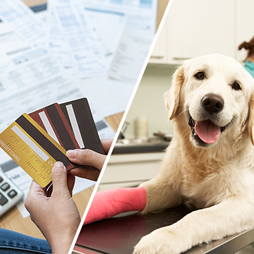 Collage of large expense examples with stacks of credit cards over a stack of bills and a white dog with a cast in a doctor office